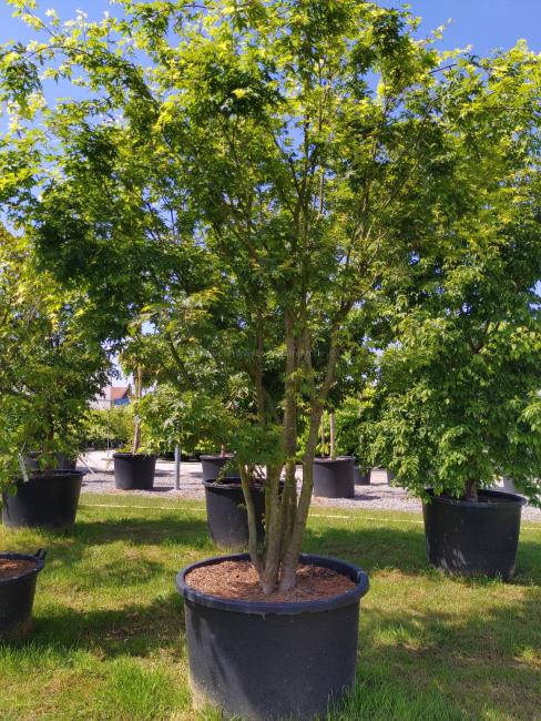 Acer palmatum 'Polymorphum'