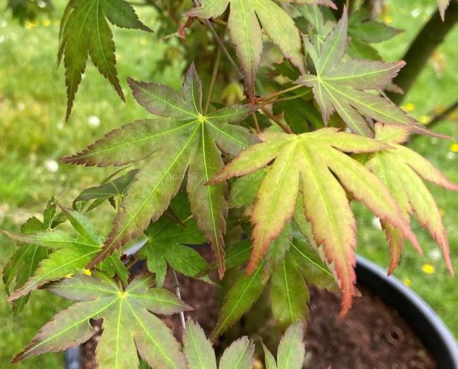 Acer palmatum 'Polymorphum'