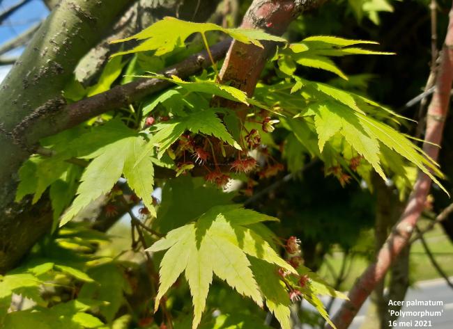 Acer palmatum 'Polymorphum'