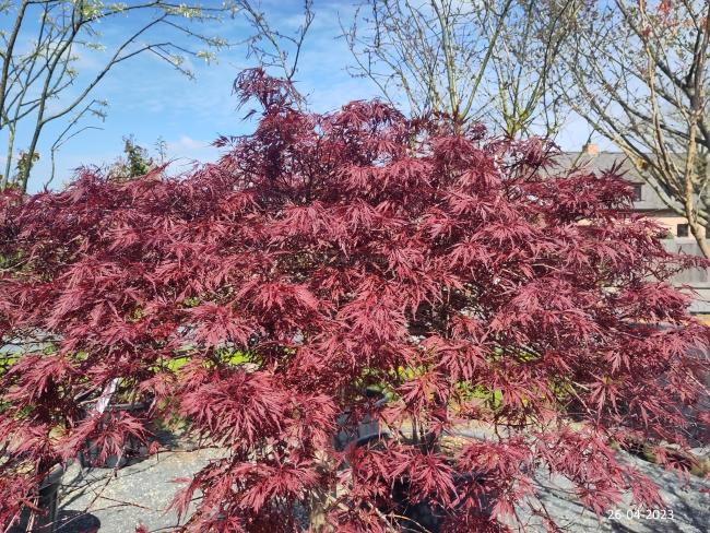 Acer palmatum 'Red Dragon' (Dissectum Group)