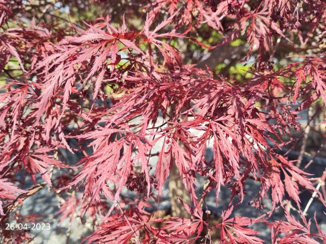 Acer palmatum 'Red Dragon' (Dissectum Group)