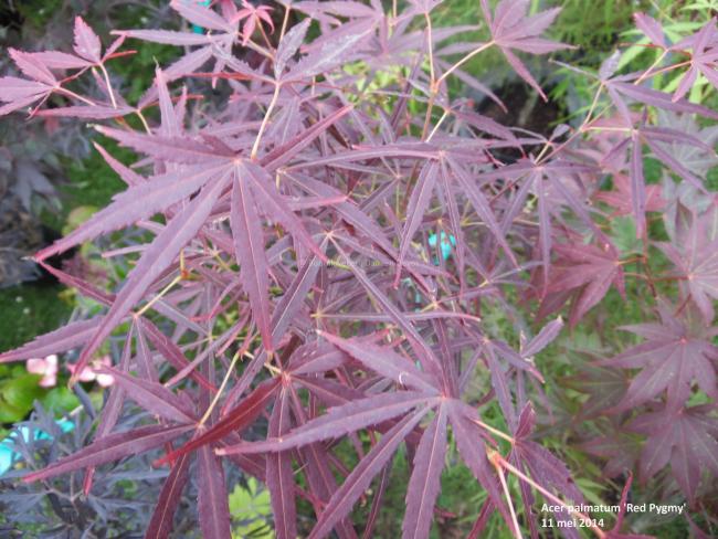 Acer palmatum 'Red Pygmy'