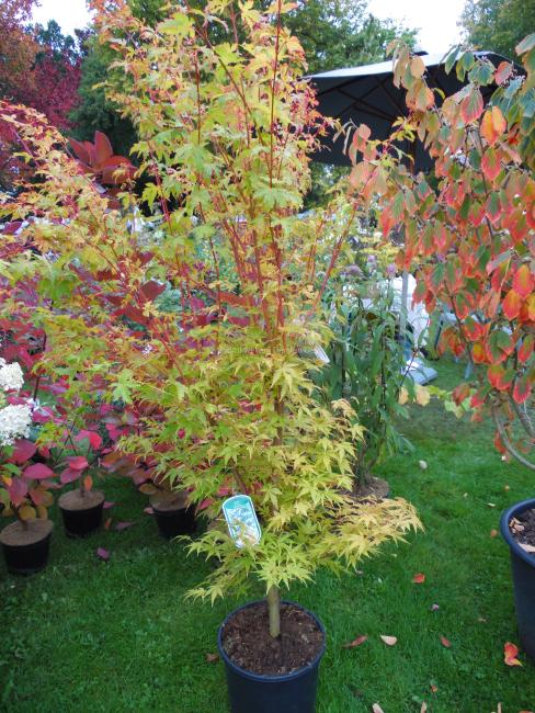 Acer palmatum 'Sangokaku'