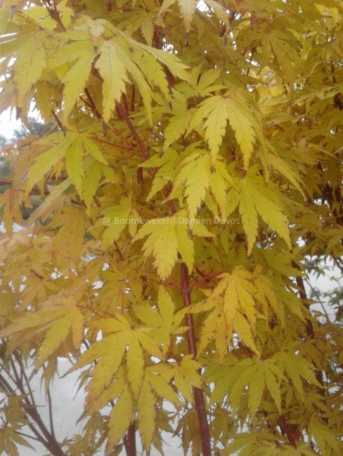 Acer palmatum 'Sangokaku'