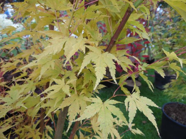 Acer palmatum 'Sangokaku'