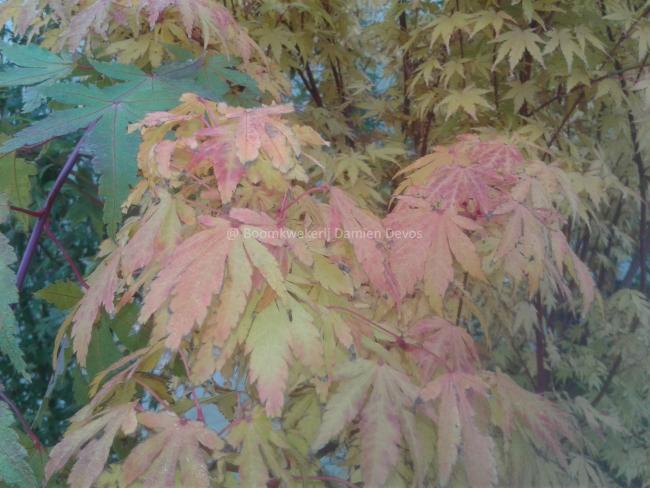 Acer palmatum 'Sangokaku'