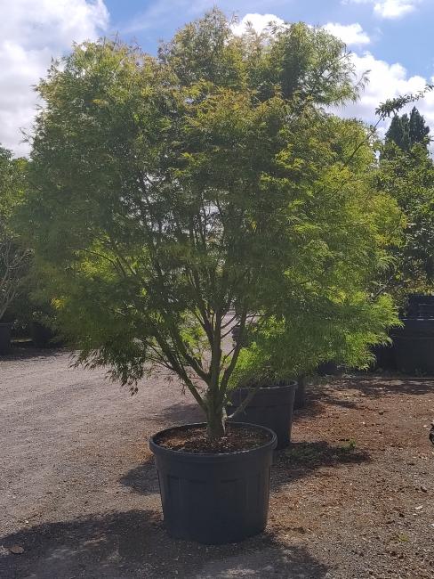 Acer palmatum 'Seiryu'