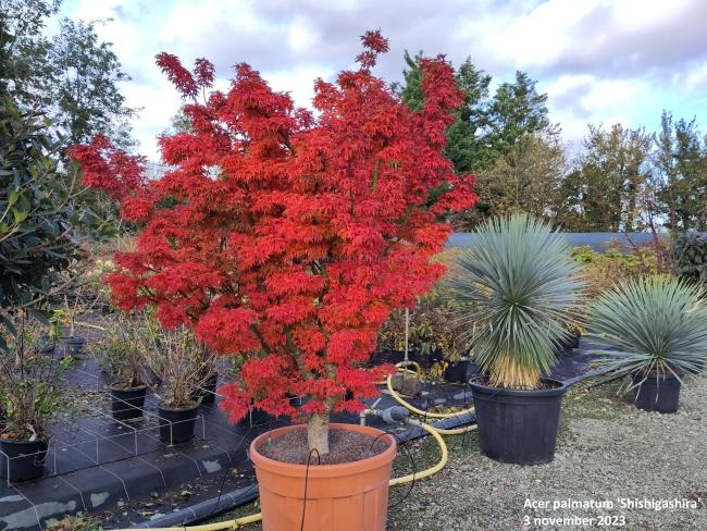 Acer palmatum Shishigashira'