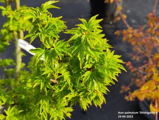 Acer palmatum 'Shishigashira'