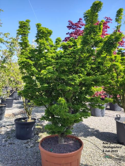 Acer palmatum Shishigashira'