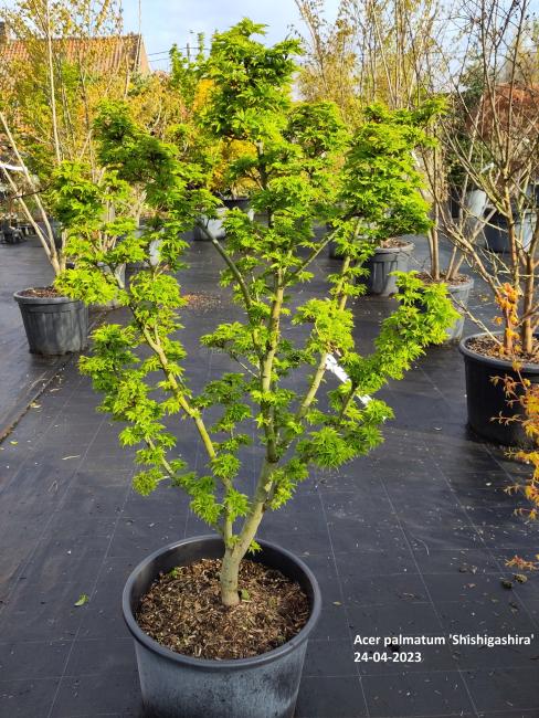 Acer palmatum Shishigashira'