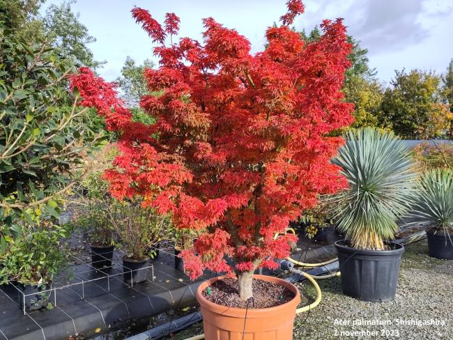 Acer palmatum 'Shishigashira'