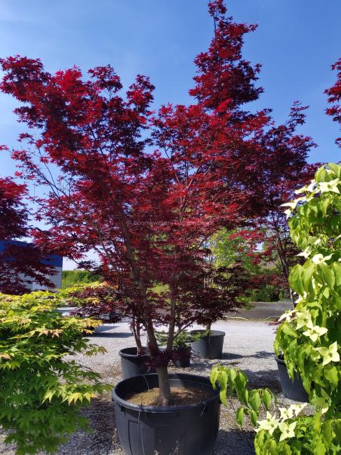 Acer palmatum 'Shojo-nomura'