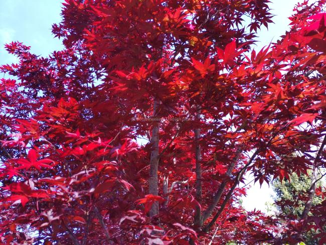 Acer palmatum 'Shojo-nomura'