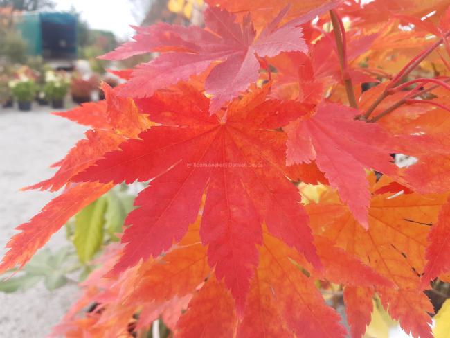 Acer pseudosieboldianum subsp takesimense