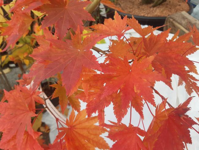 Acer pseudosieboldianum subsp takesimense