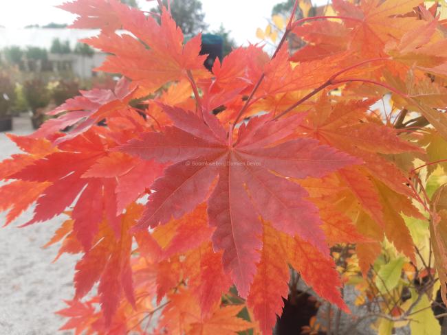 Acer pseudosieboldianum subsp takesimense