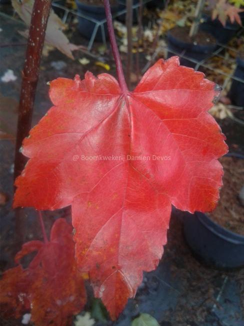 Acer rubrum 'October Glory'