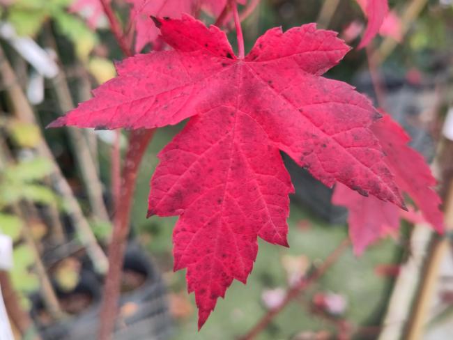 Acer rubrum 'Redpointe' ®