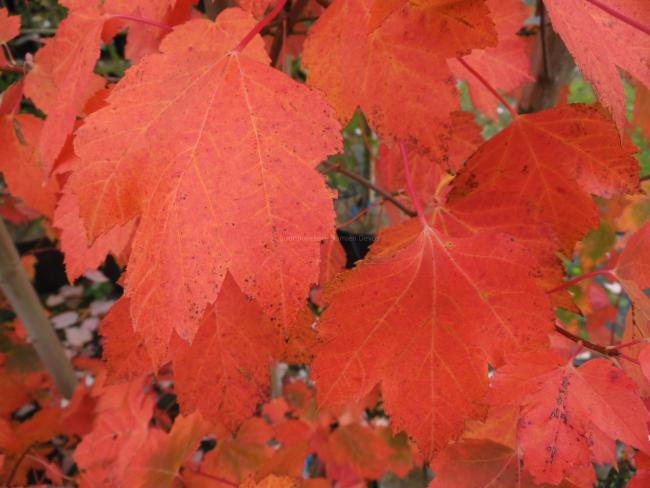 Acer rubrum 'Red Sunset'