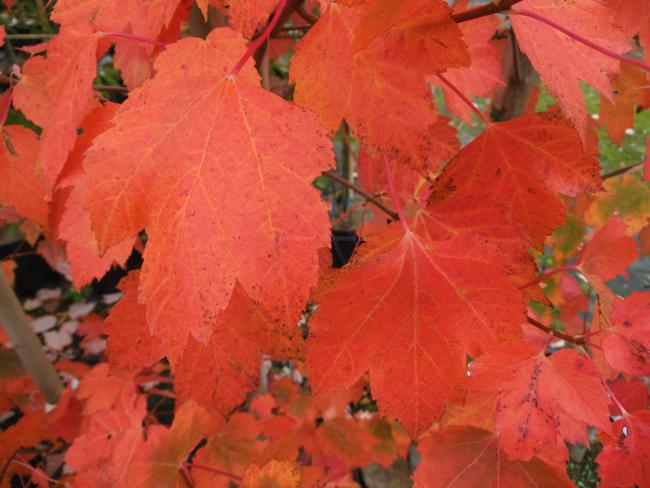 Acer rubrum 'Red Sunset'