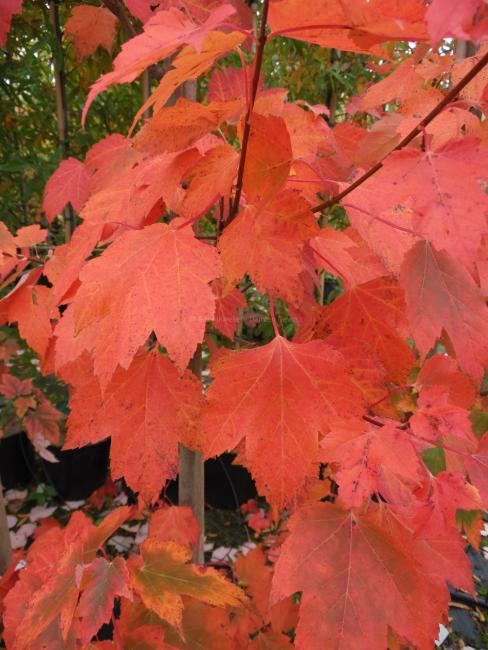 Acer rubrum 'Red Sunset'