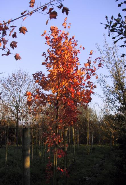 Acer rubrum 'Red Sunset'