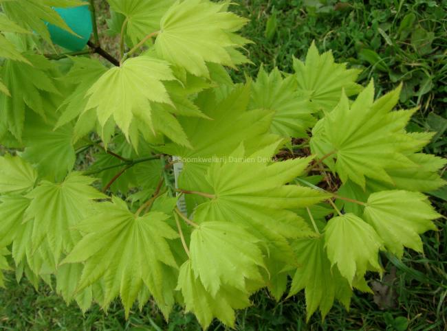 Acer shirasawanum 'Aureum'