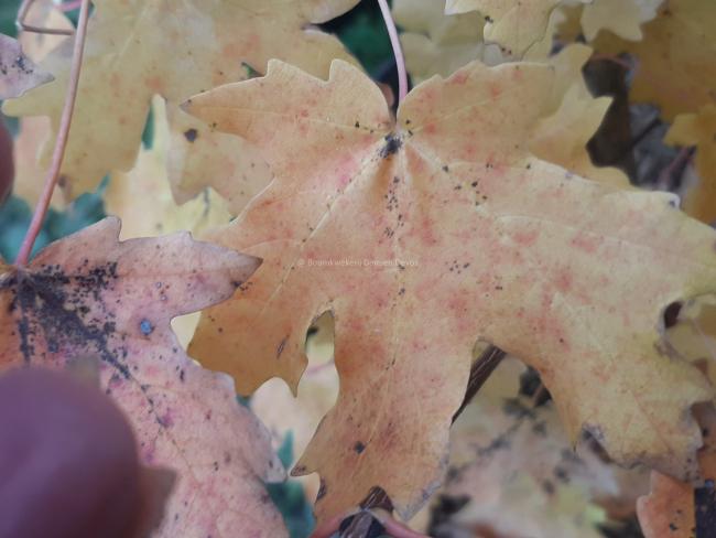 Acer saccharum subsp. grandidentatum