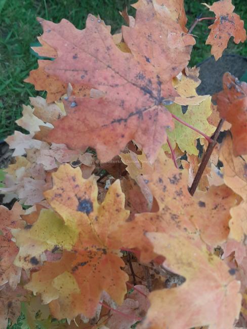 Acer saccharum subsp. grandidentatum