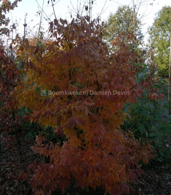 Acer triflorum