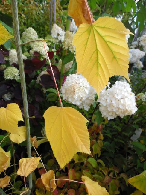 Acer tegmentosum 'White Tigress'