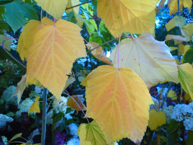 Acer tegmentosum 'White Tigress'