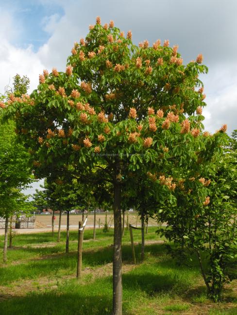 Aesculus mutabilis 'Induta'