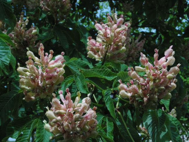 Aesculus mutabilis 'Induta'