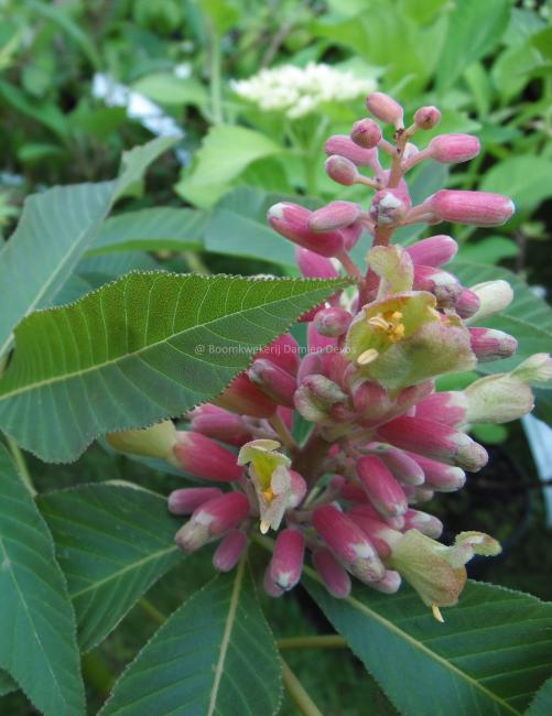 Aesculus pavia 'Purple Spring'