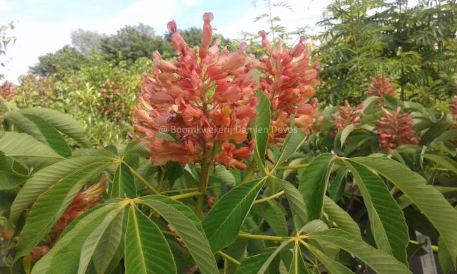 Aesculus pavia 'Purple Spring'