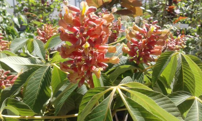 Aesculus pavia 'Purple Spring'