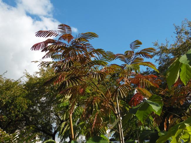 Albizia julibrissin 'Evi's Pride' ( syn 'Evi's Purple')