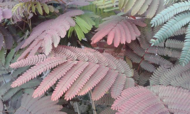 Albizia julibrissin 'Evi's Pride' ( syn 'Evi's Purple')