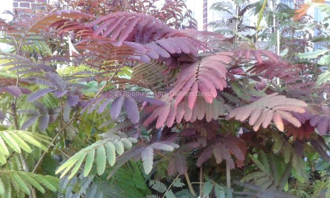 Albizia julibrissin 'Evi's Pride' ( syn 'Evi's Purple')