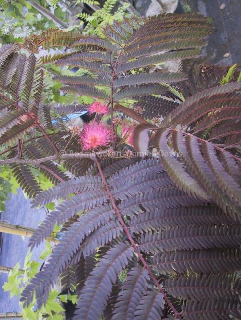 Albizia julibrissin 'Summer Chocolate' ®