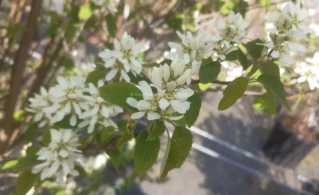 Amelanchier alnifolia 'Obelisk' ®