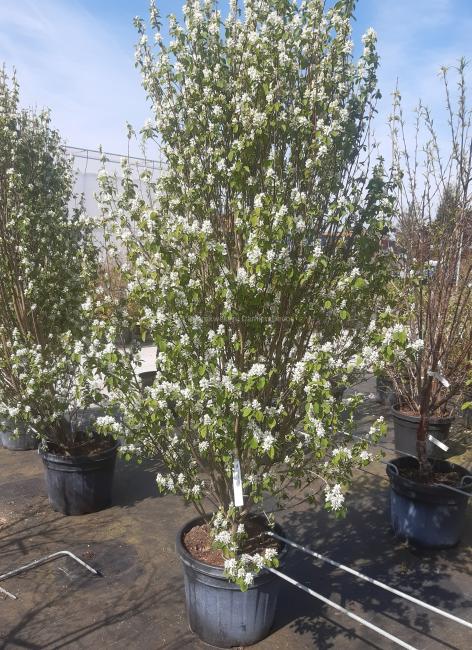 Amelanchier alnifolia 'Obelisk' ®