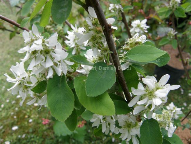 Amelanchier alnifolia 'Obelisk' ®