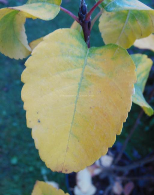 Amelanchier alnifolia 'Obelisk' ®