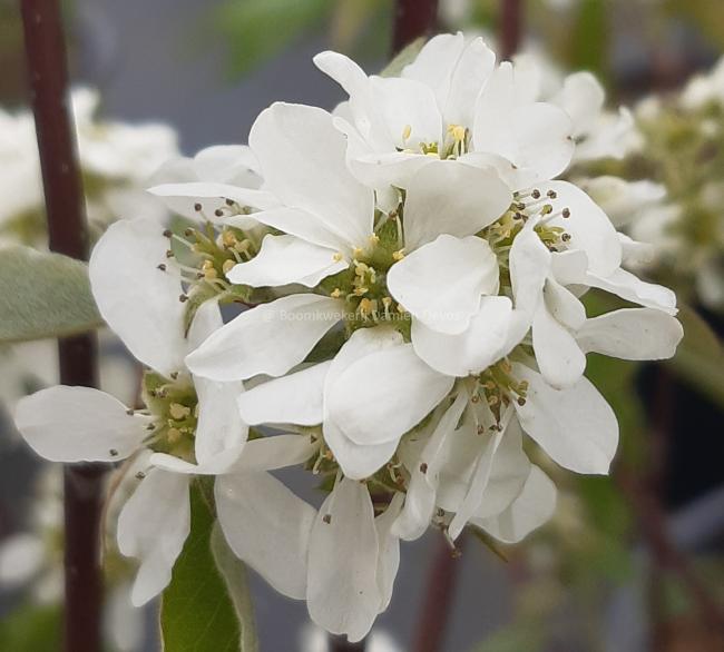 Amelanchier alnifolia 'Saskatoon Berry'®