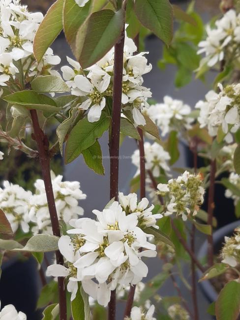 Amelanchier alnifolia 'Saskatoon Berry'®