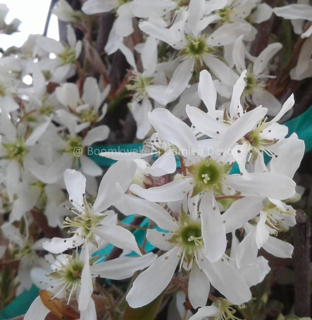 Amelanchier lamarckii