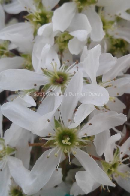 Amelanchier lamarckii